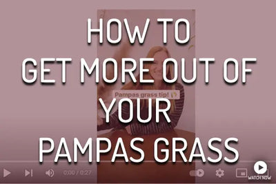 Getting The Most Out of Your Pampas Grass