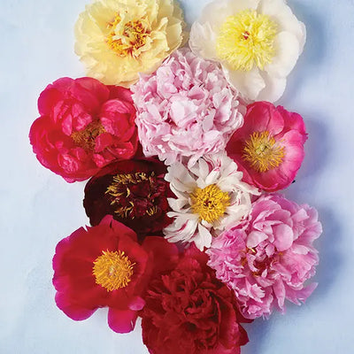EVERYTHING YOU EVER WANTED TO KNOW ABOUT PEONIES!