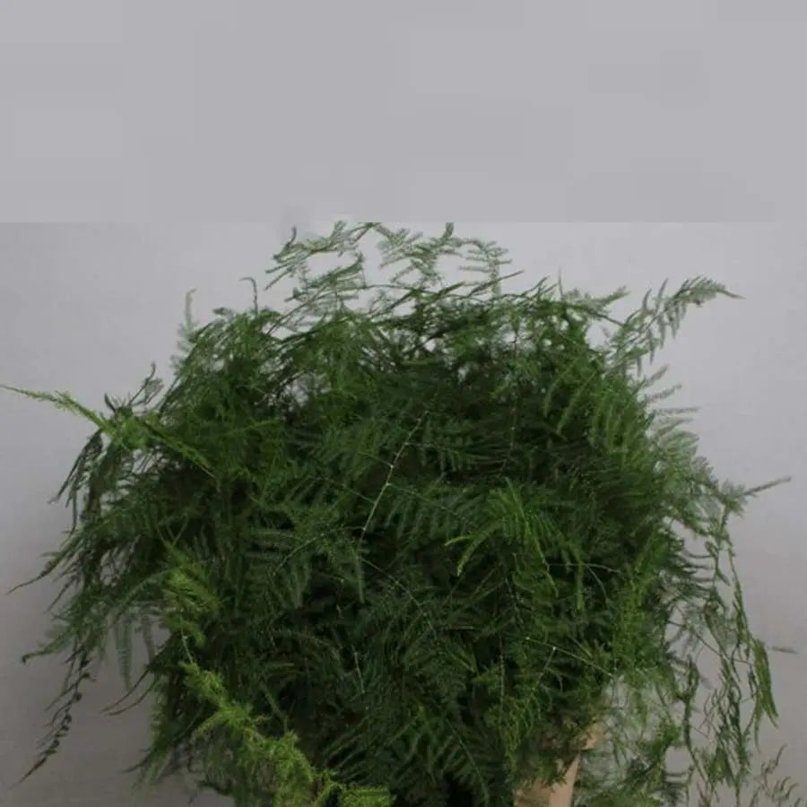 Asparagus PetalDriven