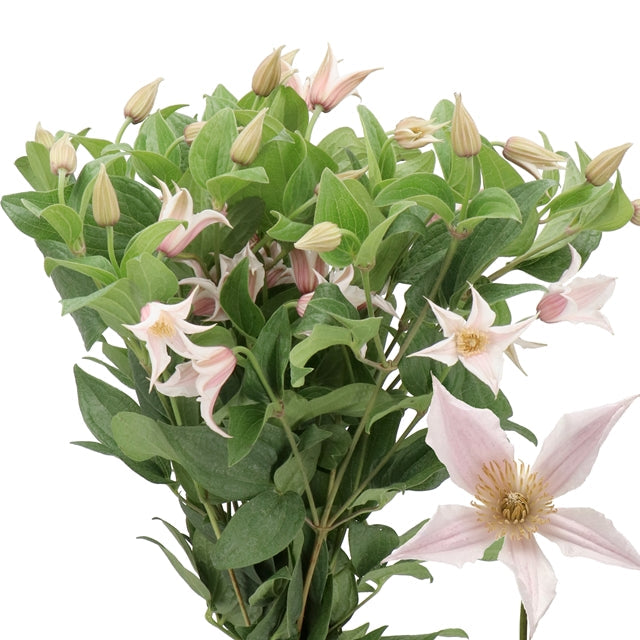 Clematis
