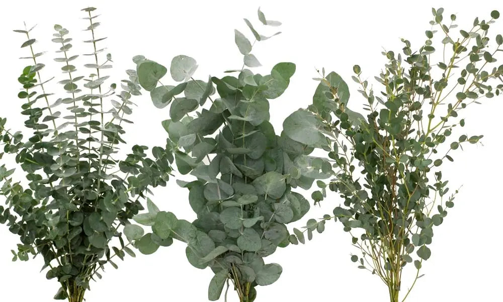 Eucalyptus PetalDriven