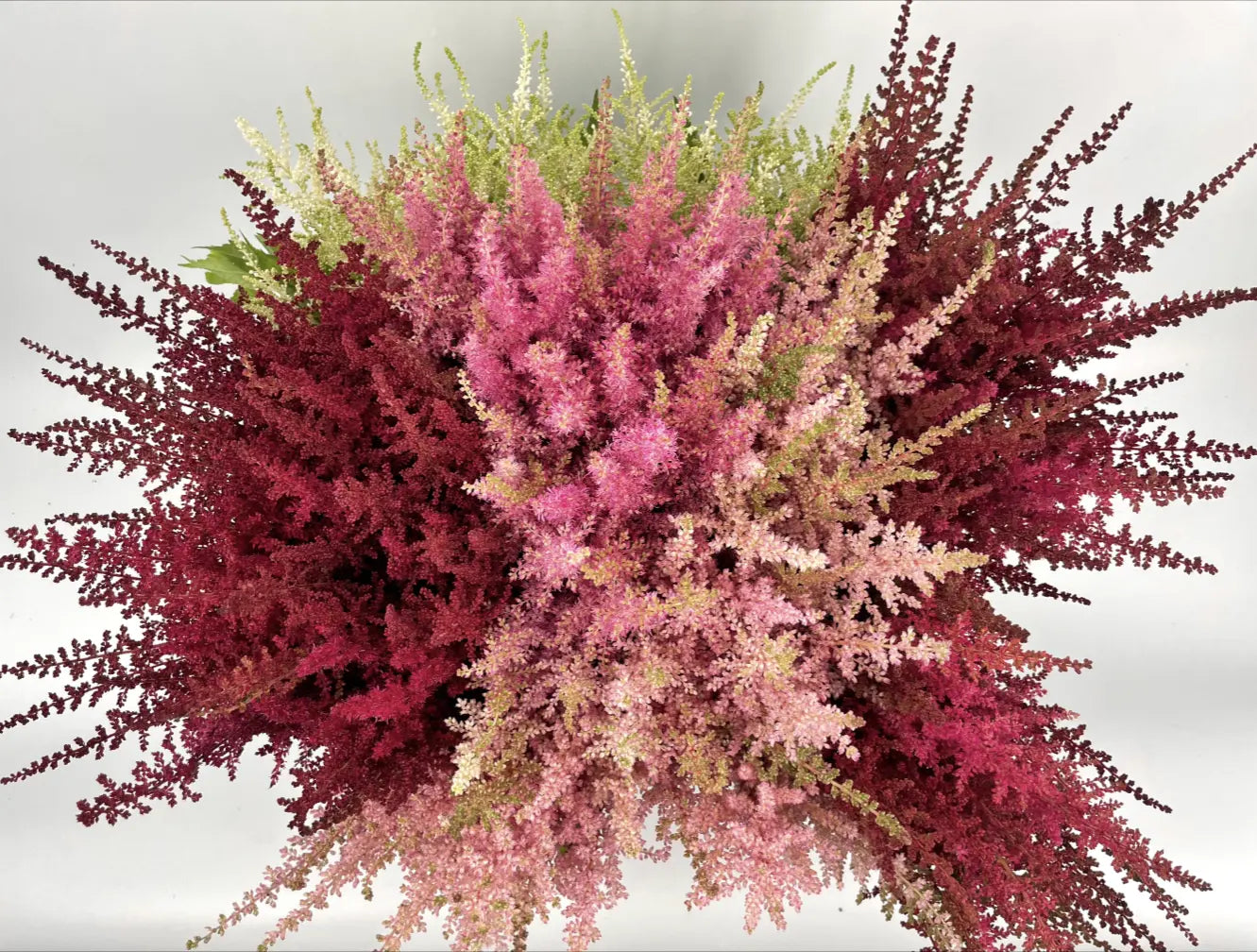 Astilbe PetalDriven