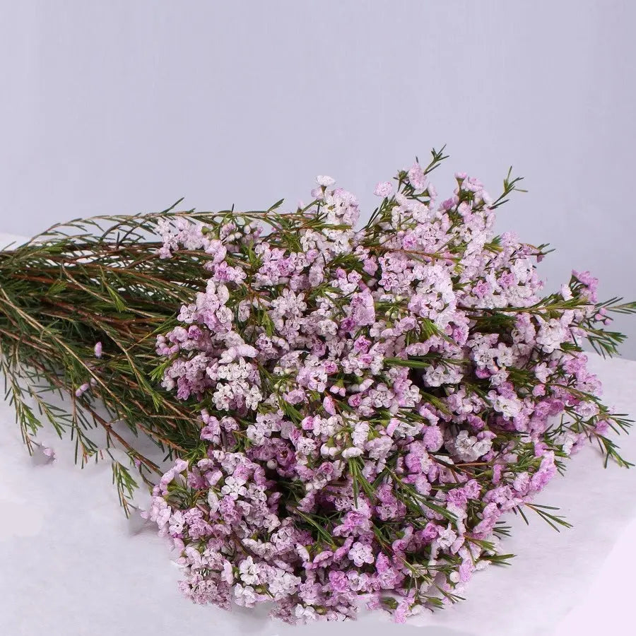 Waxflower - PetalDriven