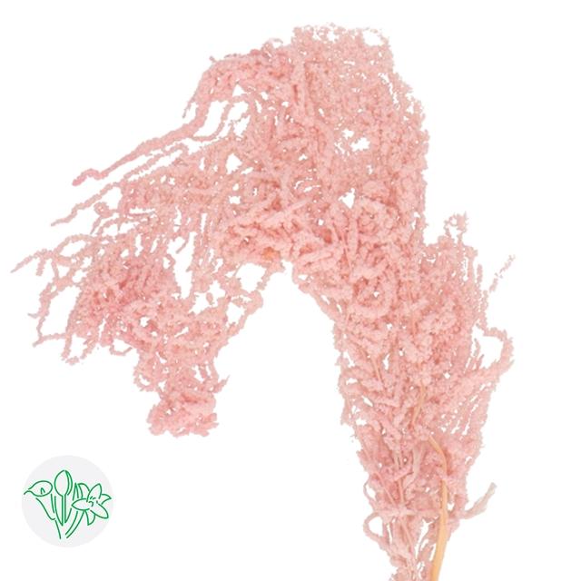 Amaranthus Hanging Bleached Light Pink/Blush