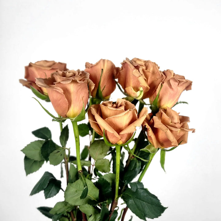 Rose Toffee - 100 Stems PetalDriven