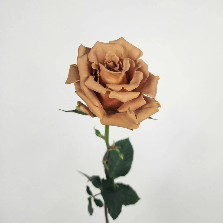 Rose Toffee - 100 Stems PetalDriven
