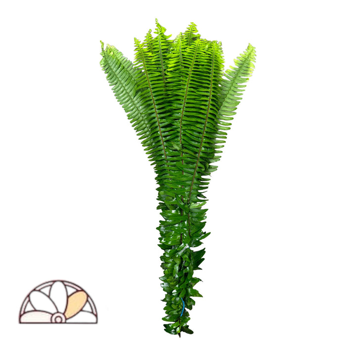 Swordfern