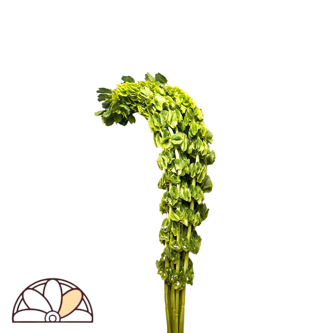 Bells of Ireland - 100 Stems