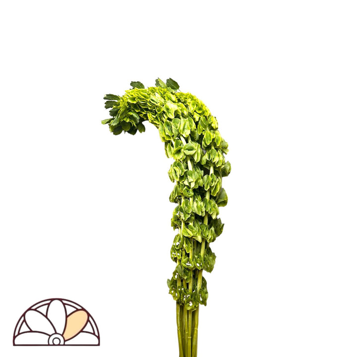 Bells of Ireland - 100 Stems