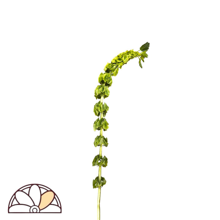 Bells of Ireland - 100 Stems