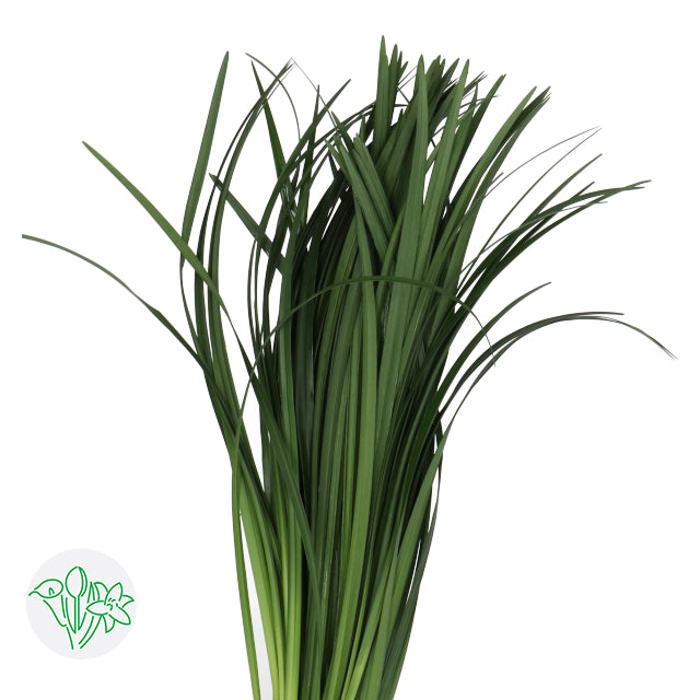 Lily Grass - 10 Bunch Pack