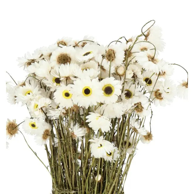 Acroclinium White (Dried) Holex Dutch