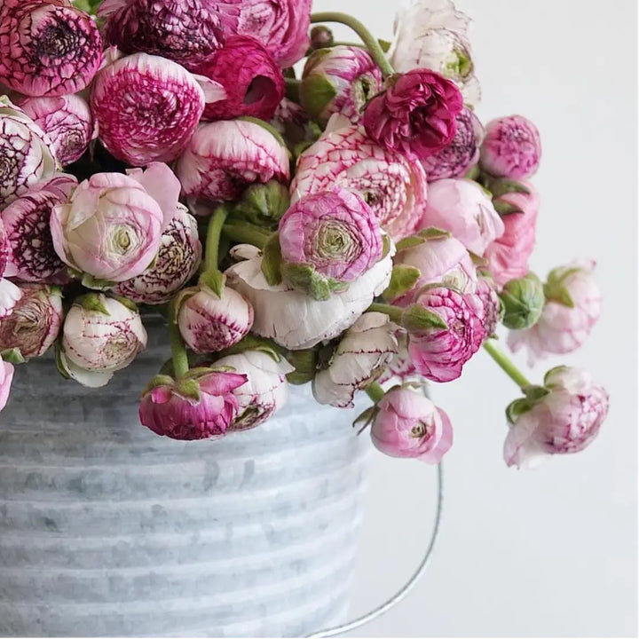 Ranunculus Cappuccino - 50 Stem Bunch Holex Dutch