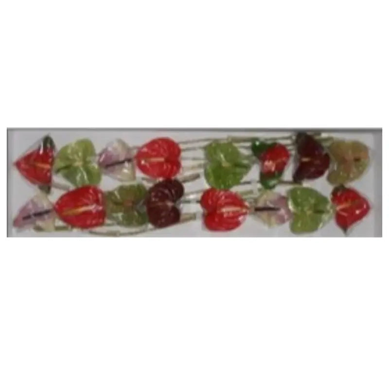 Anthurium Assorted Colors 13cm