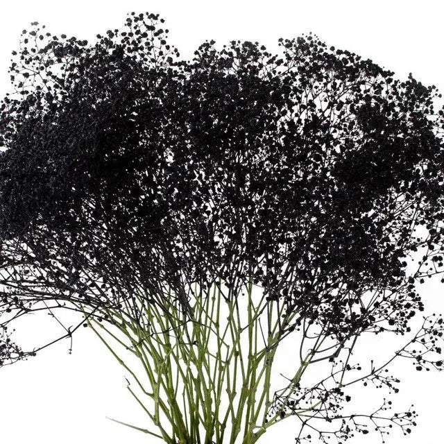 Baby's Breath Painted - Halloween Colors - PetalDriven
