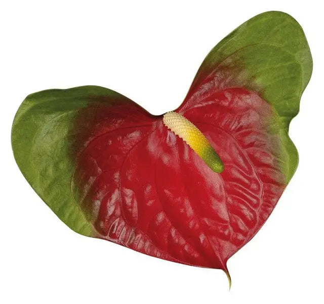 Anthurium Narita 13cm - 12 Stem Pack