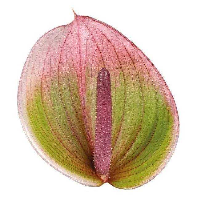 anthurium colores Anthurium Peruzzi 13cm - 12 Stem Pack