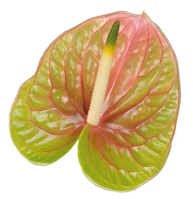 Anthurium Lucardi 13cm - 12 Stem Pack