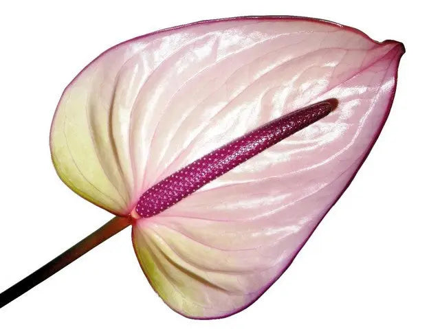 anthurium maxima Anthurium Bellanca 13cm