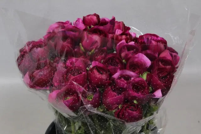 Ranunculus Cloony Renoir 40cm - 50 Stem Bunch
