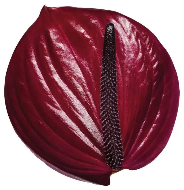 anthurium maravilla Anthurium Maravilla 13cm