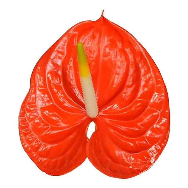 orange anthurium flowers Anthurium Saffron 13cm - 12 Stem Pack