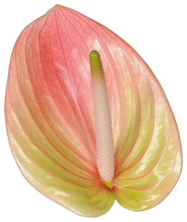 anthurium price per stem Anthurium Marea 13cm - 12 Stem Pack