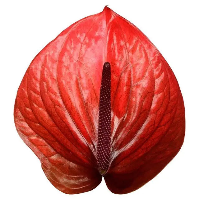 anthurium red stem Anthurium Cantello 13cm - 12 Stem Pack