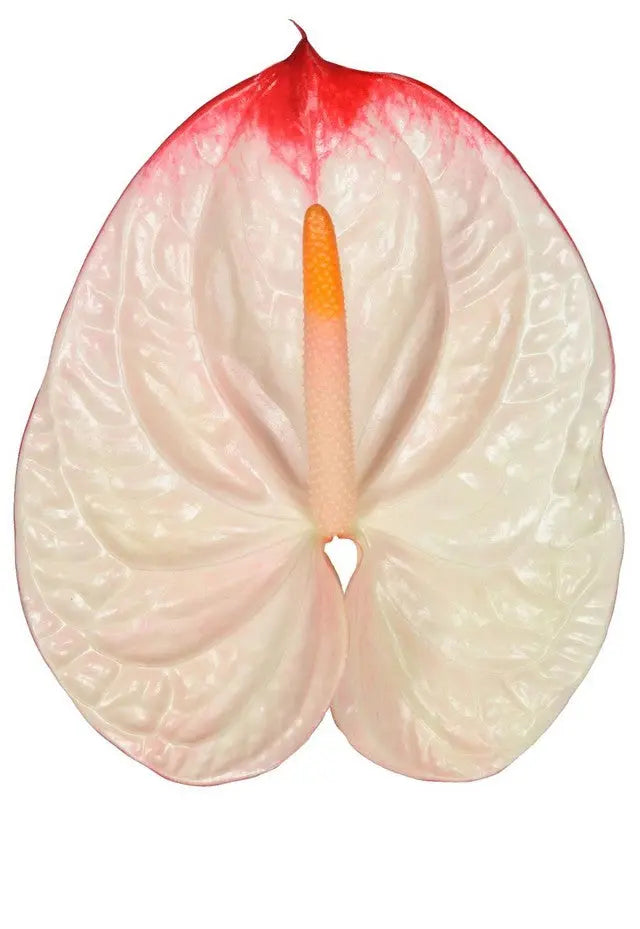 Anthurium Lybra 13cm - 12 Stem Pack
