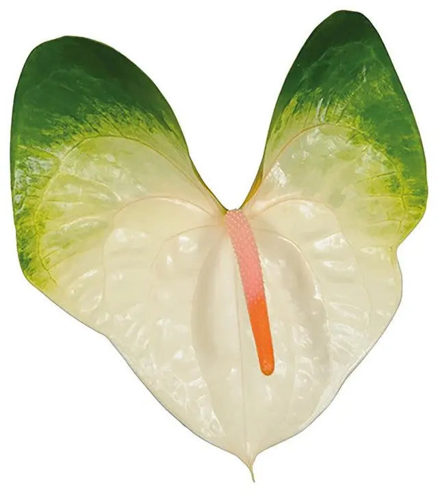 anthurium baron Anthurium Denali 13cm