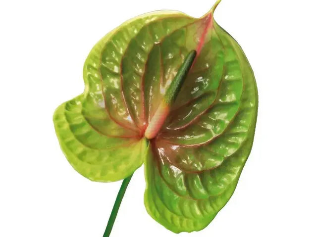 anthurium and aster Anthurium Pistache 13cm - 12 Stem Pack