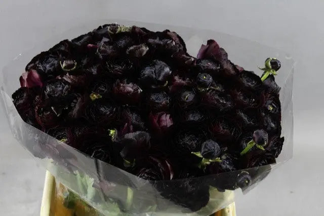 Ranunculus Cloony Nerone Extreme 40cm - 50 Stem Bunch