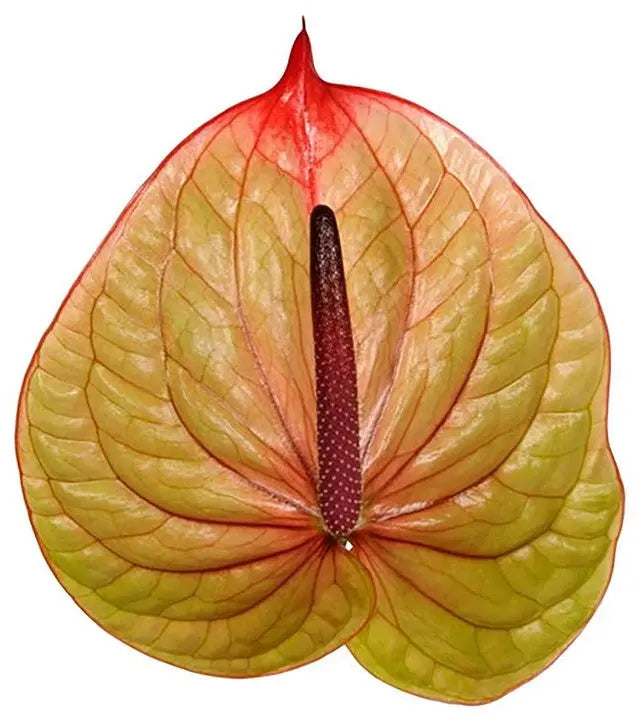 anthurium caucavallense flower Anthurium Tequila 13cm