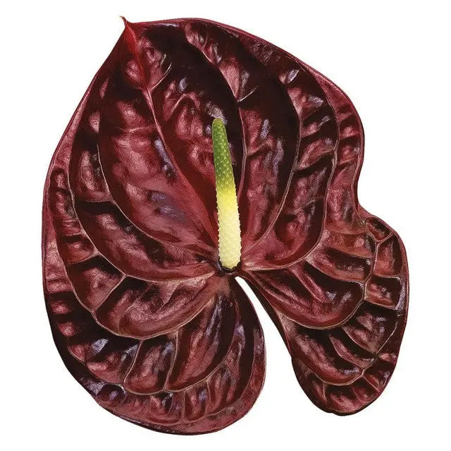 Anthurium Tropic Night 13cm - 12 Stem Pack