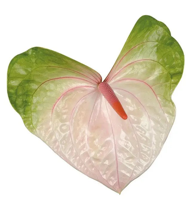 Anthurium Acura 13cm - 12 Stem Pack