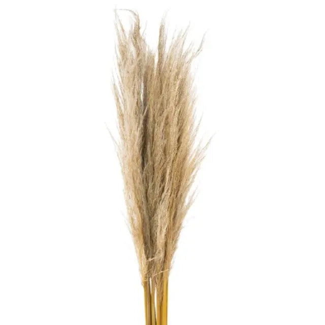 Pampas Grass Dried 100cm - 250 Stem Box