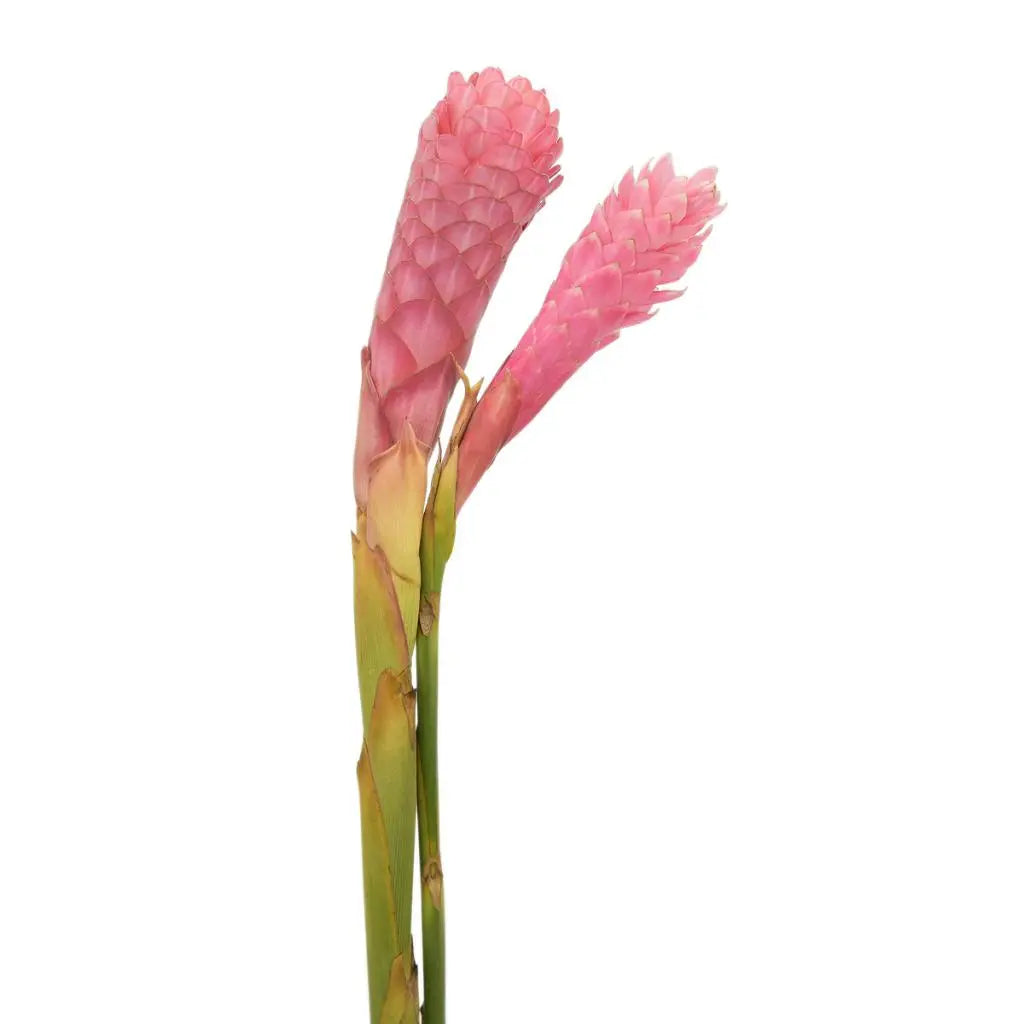 Ginger Pink Large - 40 Stem Box