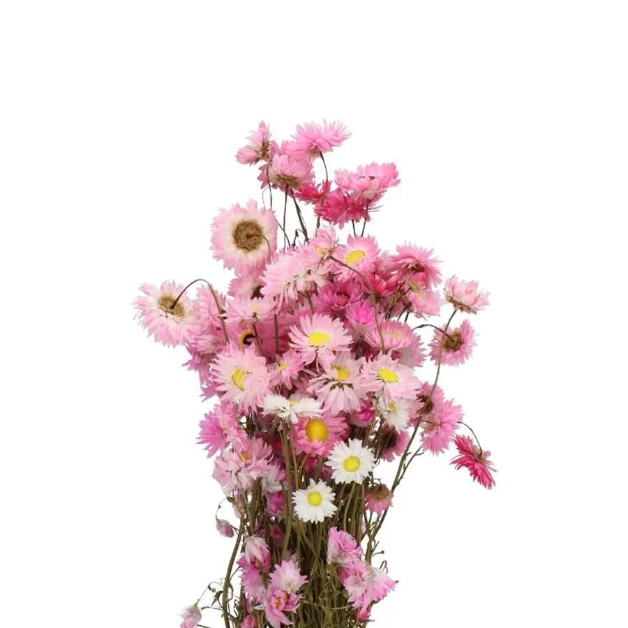 Acroclinium Mixed (Dried)