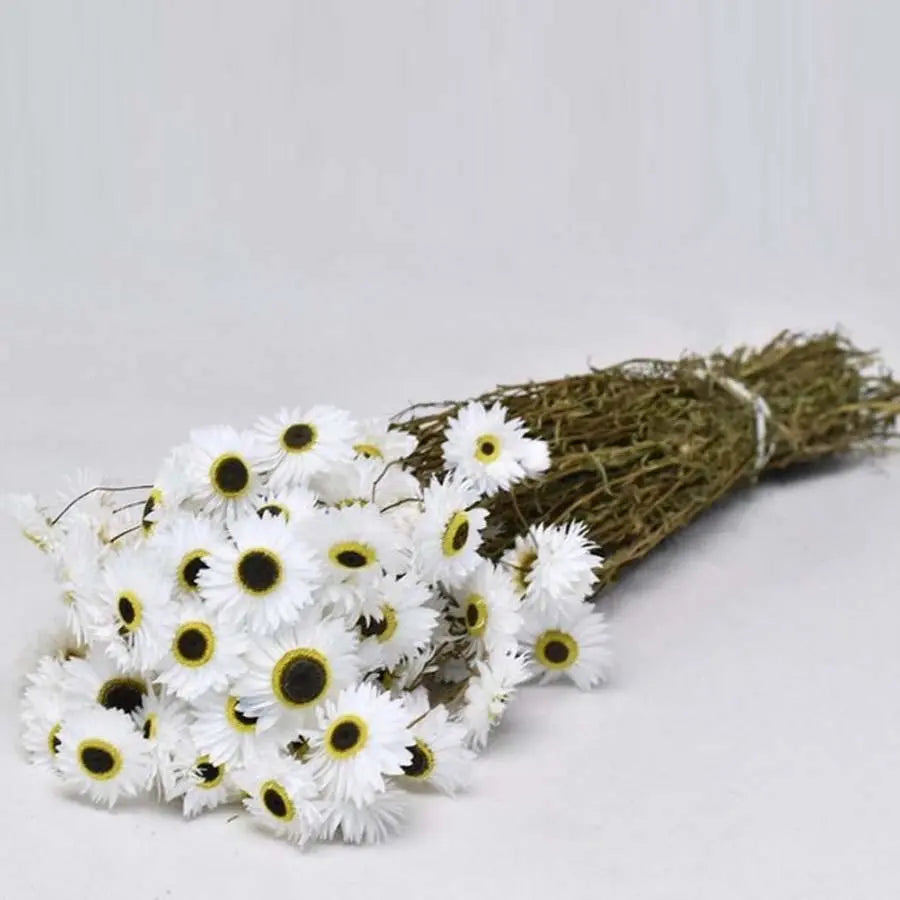 Acroclinium White (Dried)