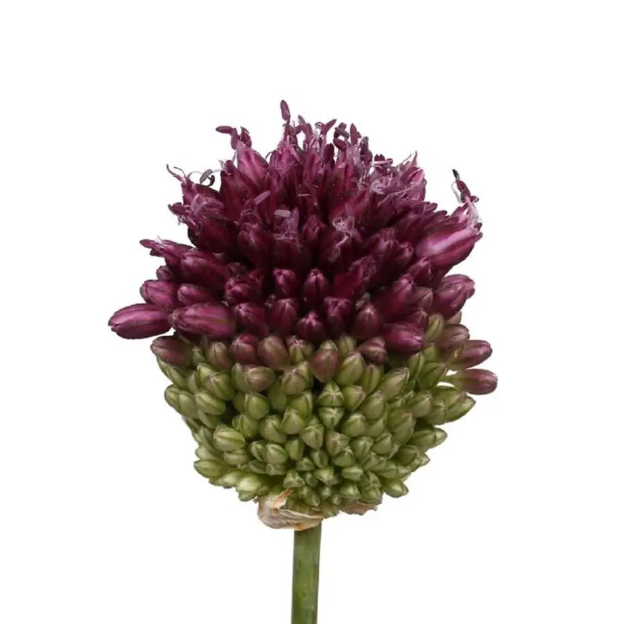 Purple Bullet Allium Flower Stems