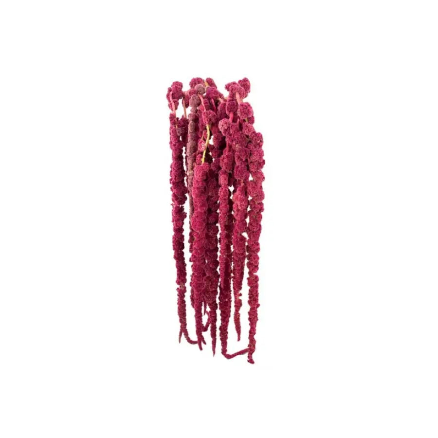 Amaranthus Hanging Red Holex Dutch