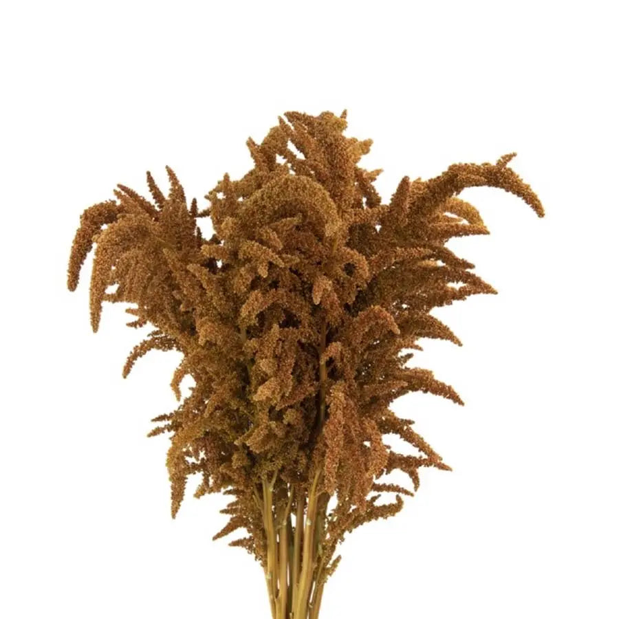 Amaranthus Pan. Hot Biscuit Holex Dutch