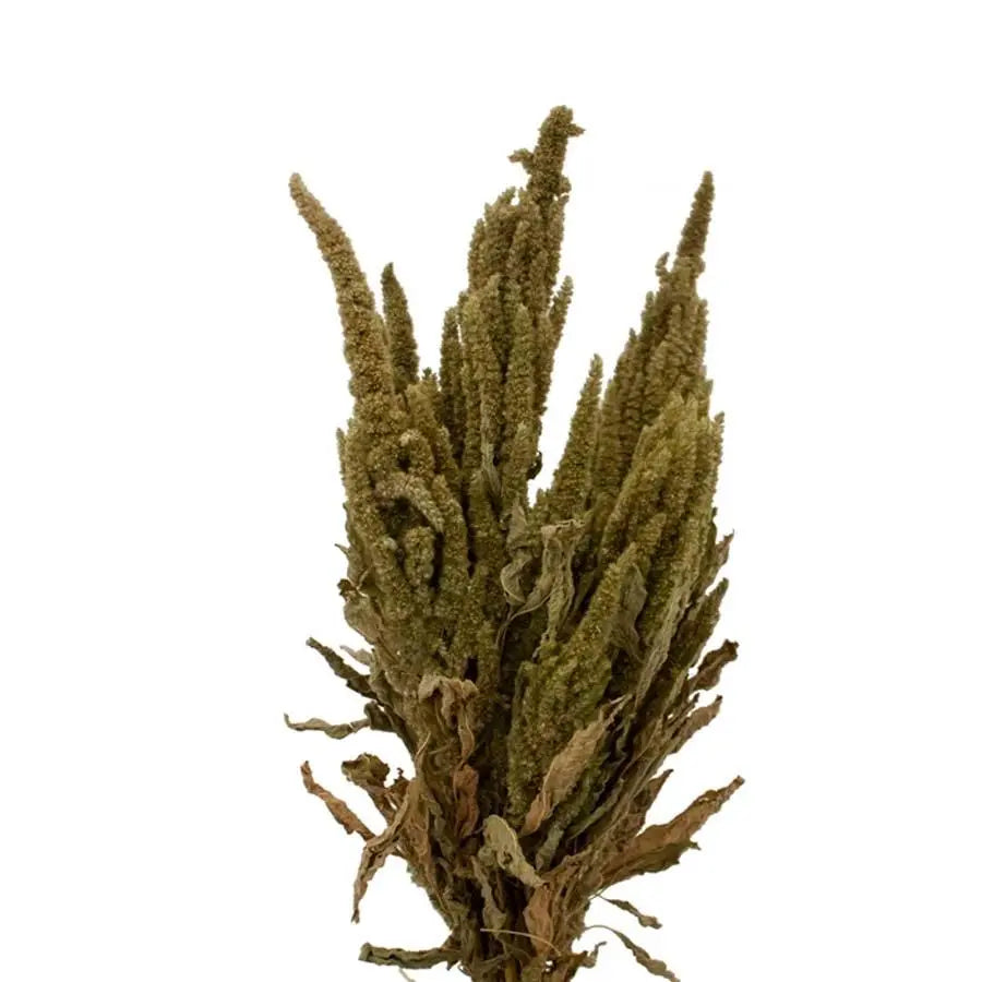Amaranthus Green - Dried