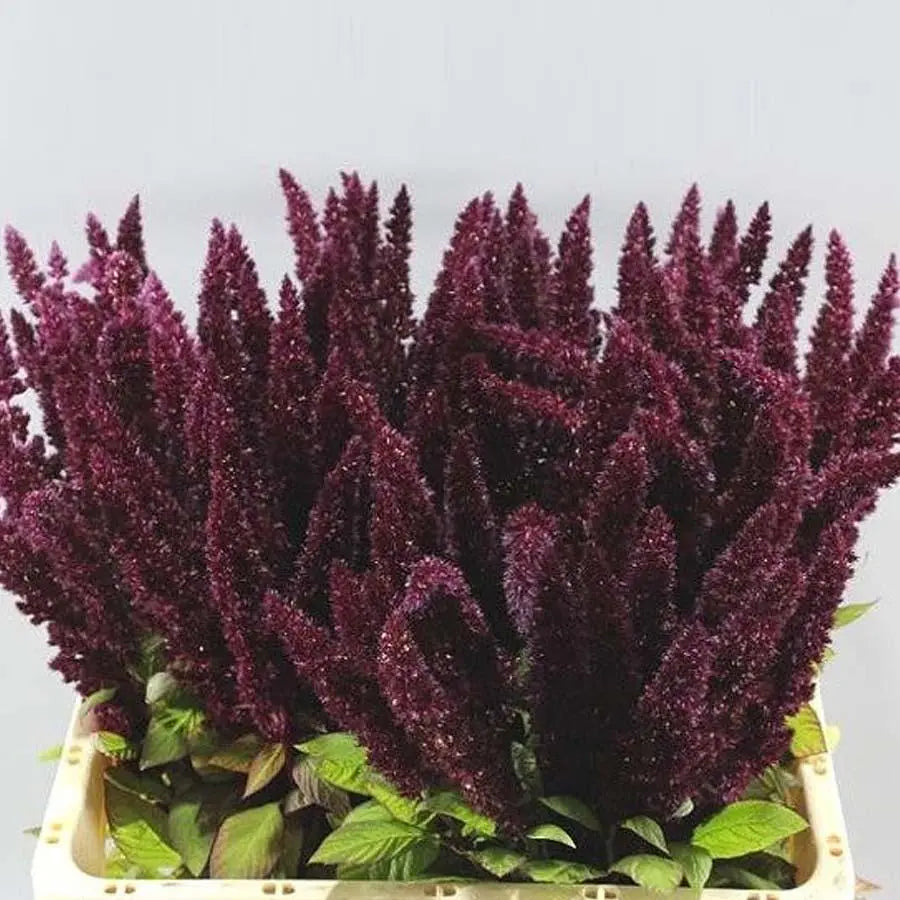 Amaranthus Upright Red - 40 Stem Bunch Holex Dutch