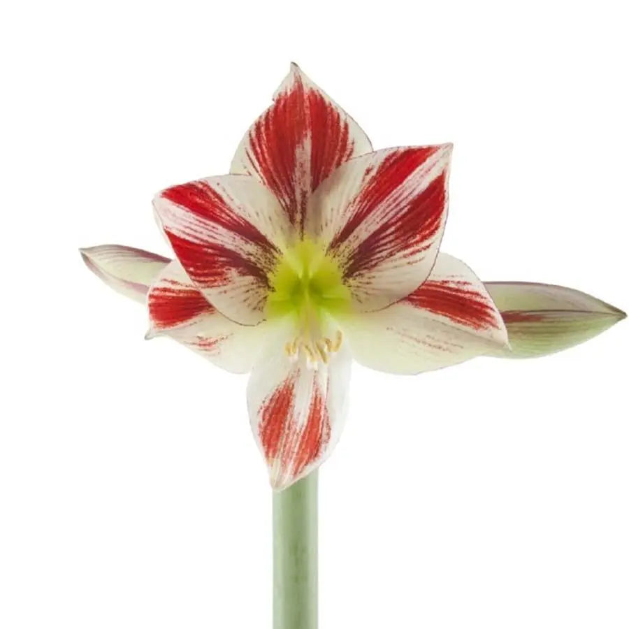 hippeastrum ambiance Amaryllis Ambiance - 15 Stem Bunch