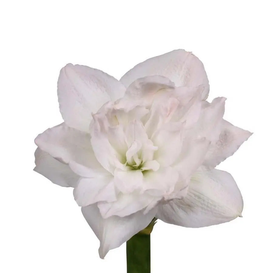 Amaryllis Arctic Nymph - 12 Stem Bunch – PetalDriven