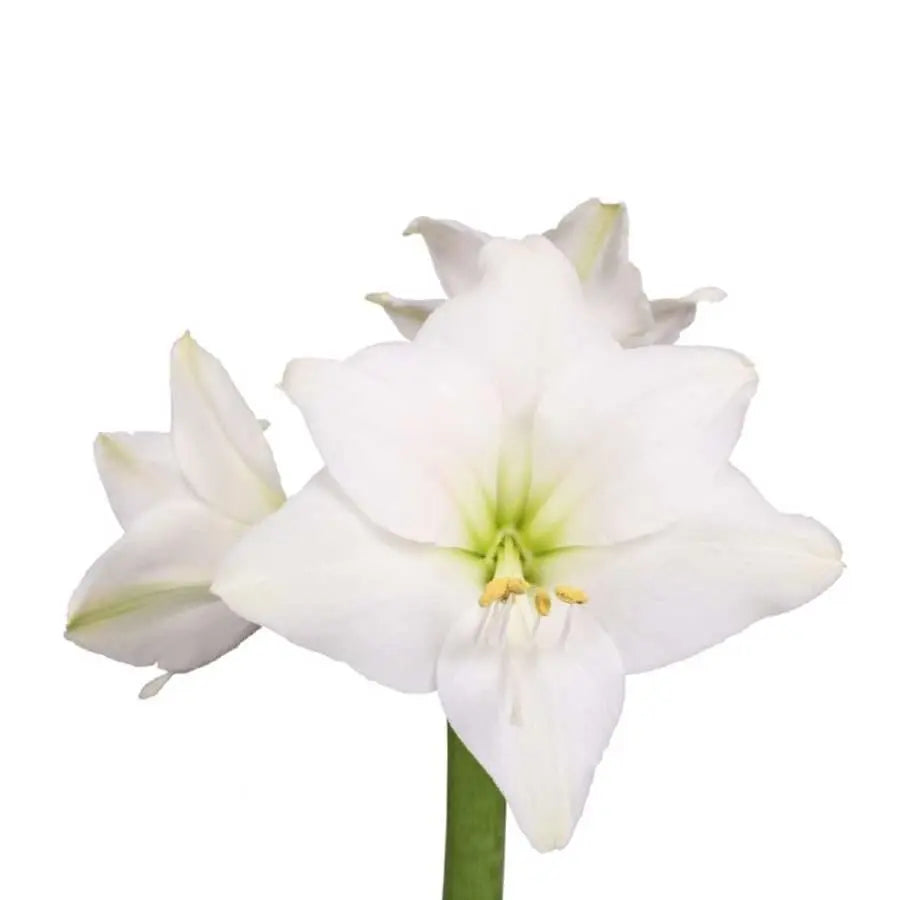 Amaryllis Costa Blanca - 18 Stem Bunch