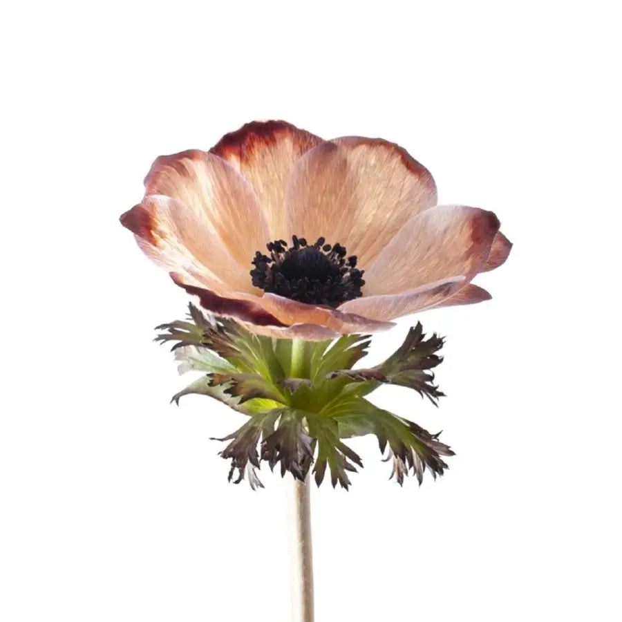 Anemone Painted Brownies - 50 Stem Bunch Holex Dutch