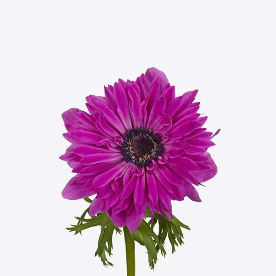 Anemone Fullstar Bright Rose - 50 Stem Bunch