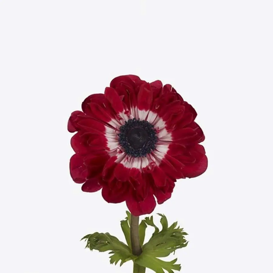 Anemone Fullstar Glory Red - 50 Stem Bunch
